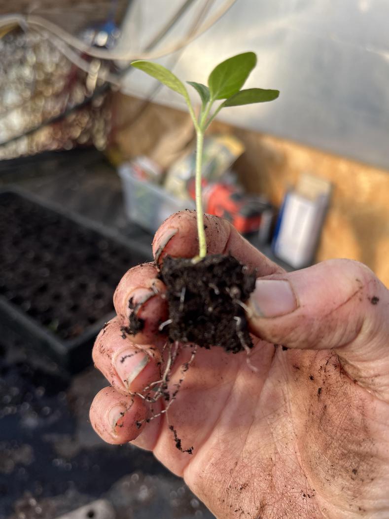 Plant start in hand