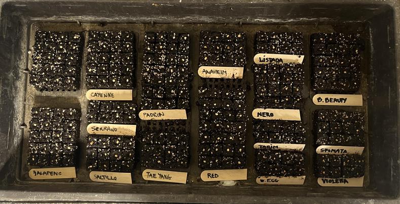 Seeds in a tray
